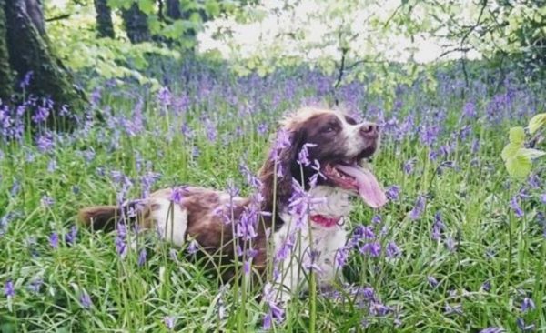 Dog playing in the woodland next to Greenwood Grange