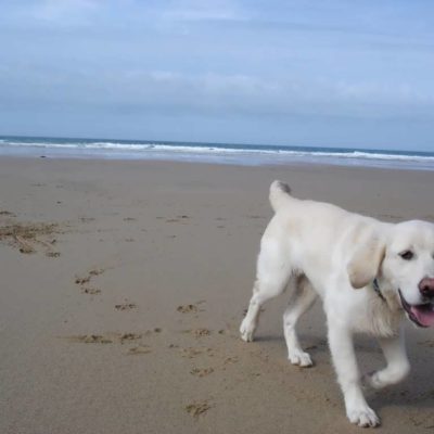 Golden labrador on the beach in Falmouth, Cornwall - Pawfect Stays