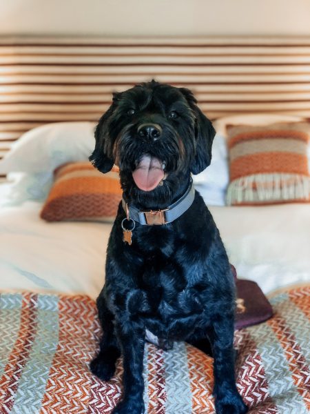 Dog friendly bedrooms at The Eastbury Hotel